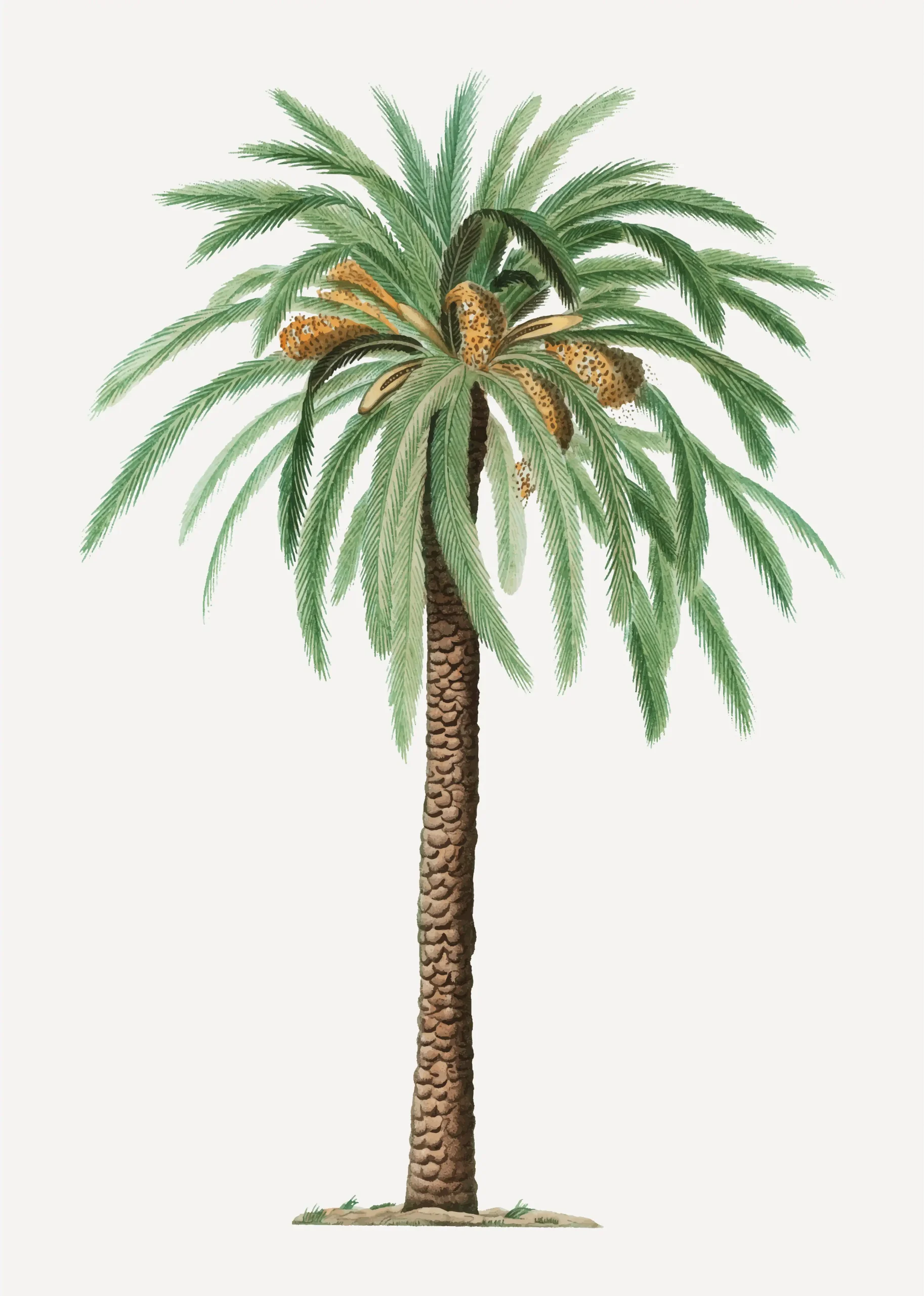 Ornamental palm