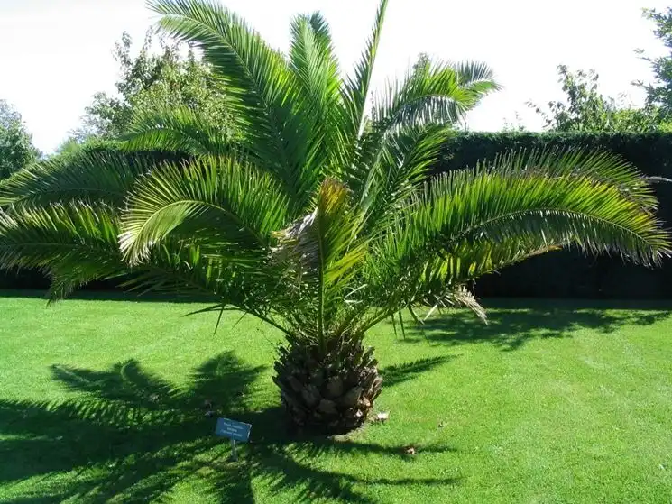Phonix Palm
