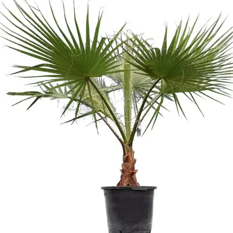Washington Palm