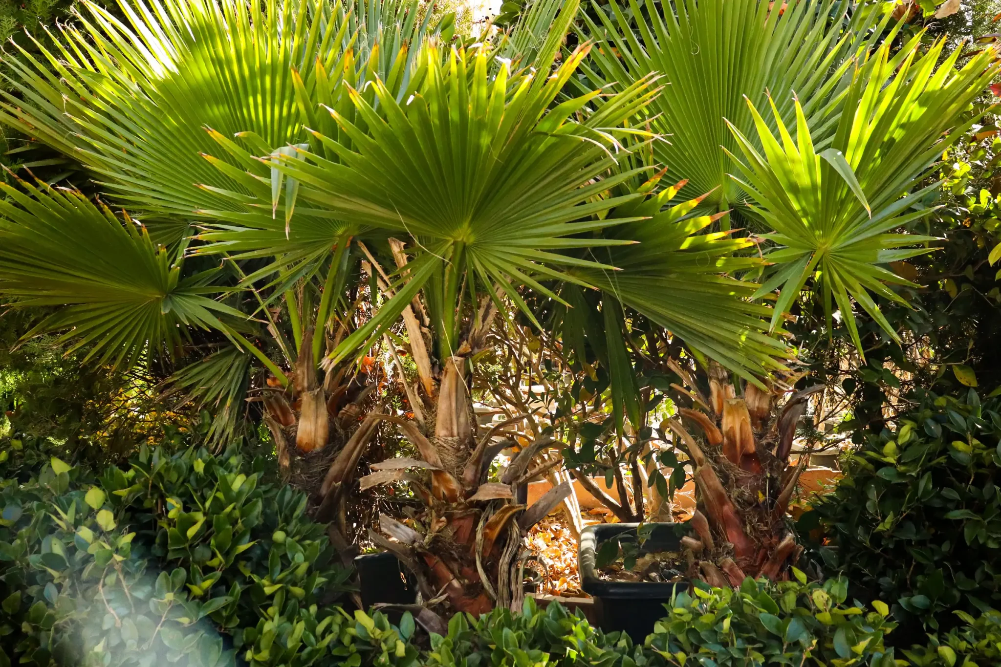 Selling all kinds of ornamental palms